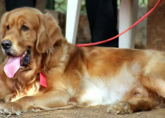 Hotel Almenara De Copau